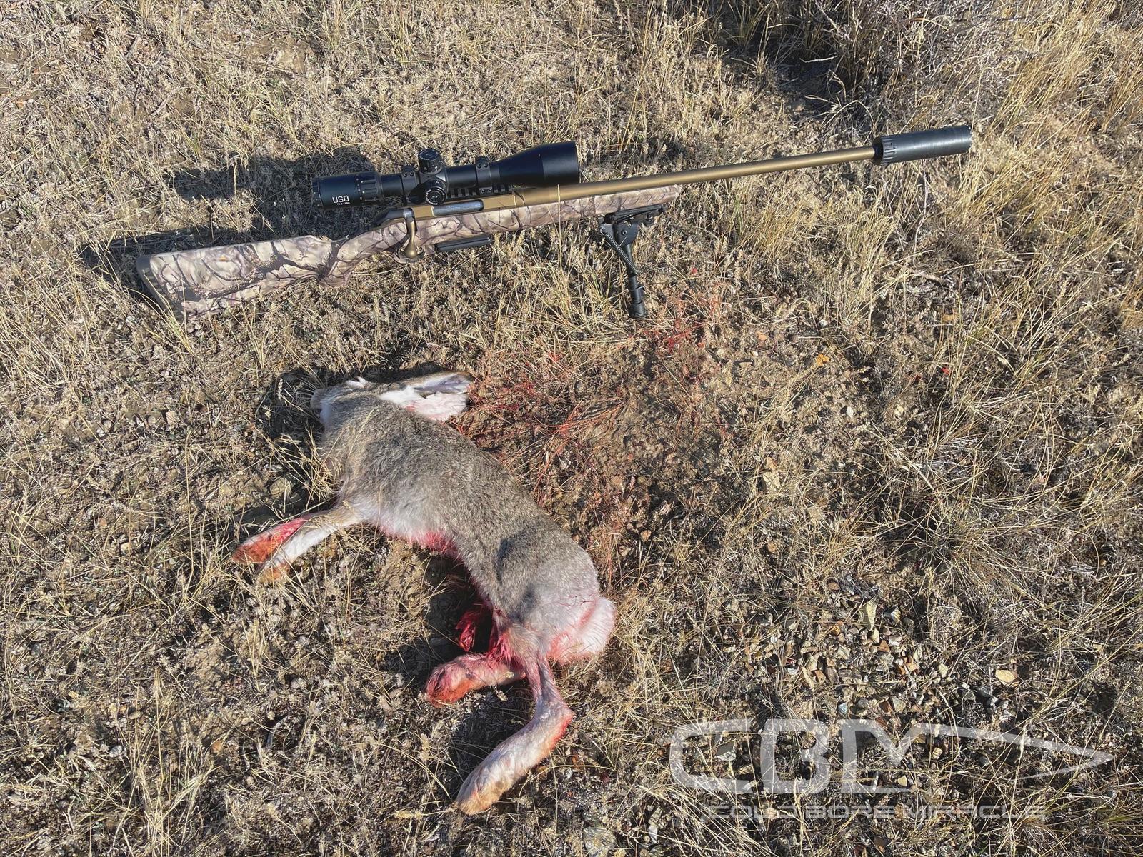 You can tailor your American to whatever need you have, including clearing out hares.
